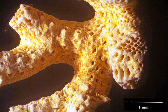 Bryozoa Art: Crisina geometrica (von Hagenow 1851) aus Bryozoen Sammlung Senckenberg Frankfurt,  CC BY:  Dr. Rainer Teubner