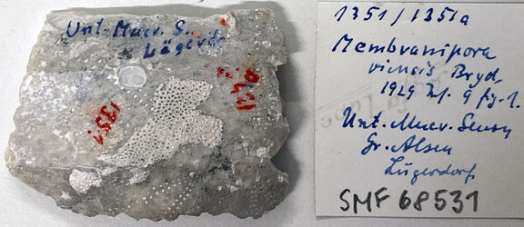 Senckenberg, Bryozoa, Bryozoen, Moostierchen, Sammlung Voigt