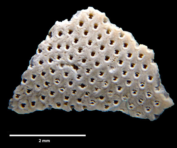 Bryozoa Art: Floridina levinseni Berthelsen 1962 aus Bryozoen Sammlung Senckenberg Frankfurt