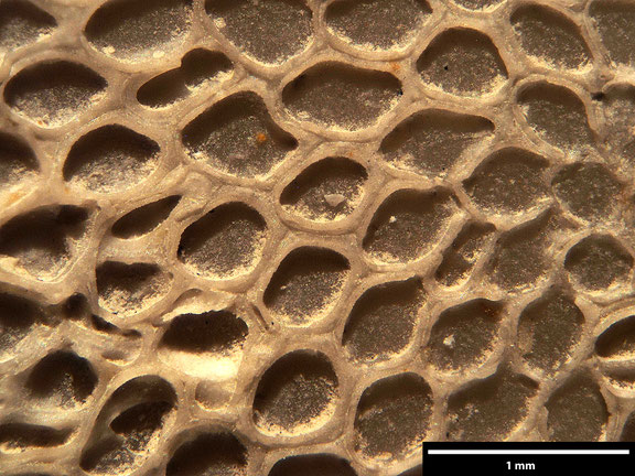 Bryozoa Art: Membranipora clavata Levinsen aus Bryozoen Sammlung Senckenberg Frankfurt,