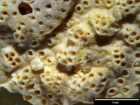 Bryozoa Art: Lopholepis irregularis von Hagenow 1851 aus Bryozoen Sammlung Senckenberg Frankfurt
