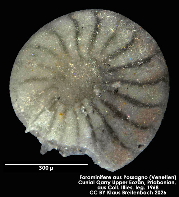 Amphistegina d'Orbigny, 1826 aus Possagno, Venetien, Italien; Priabonian; CC BY: Klaus Breitenbach