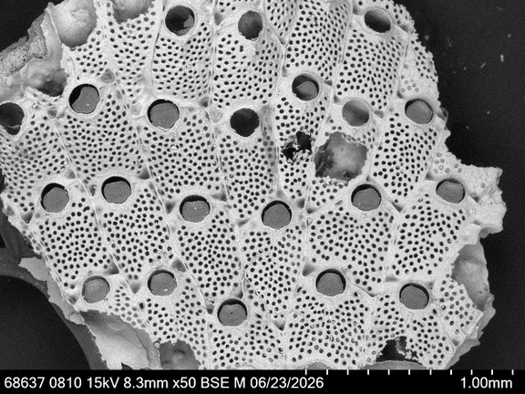 Bryozoa Art: Watersipora subtorquata (d'Orbigny 1852) aus Bryozoen Sammlung Senckenberg Frankfurt