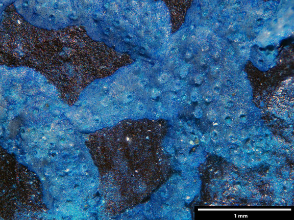 Bryozoa Art: Mecynoecia cornucopiae d'Orbigny 1851 aus Bryozoen Sammlung Senckenberg Frankfurt