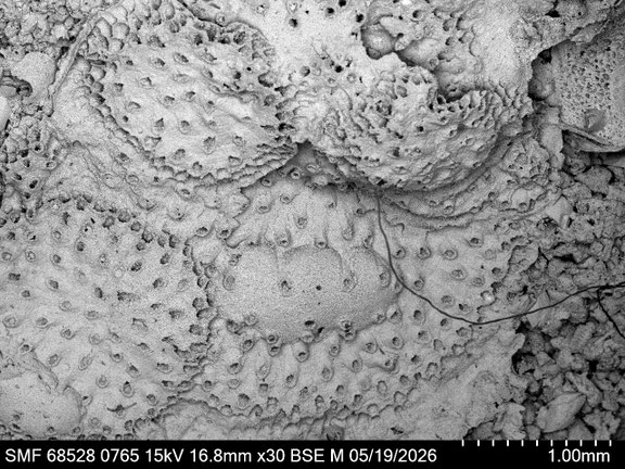 Bryozoa Art: Berenicea disciformis (von Hagenow 1839) aus Bryozoen Sammlung Senckenberg Frankfurt