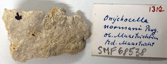 Senckenberg, Bryozoa, Bryozoen, Moostierchen, Sammlung Voigt