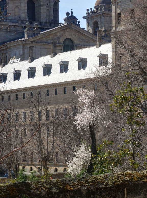 Almendro del Parque. San Lorenzo del Escorial. Madrid.