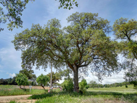 Quejigo del Robledal. Brea de Tajo. Árbol Singular de la Comunidad de Madrid