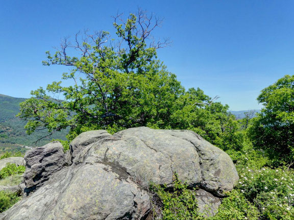 Castaño de Canto Ganguerrero. Rozas de Puerto Real. Árbol Singular de la Comunidad de Madrid