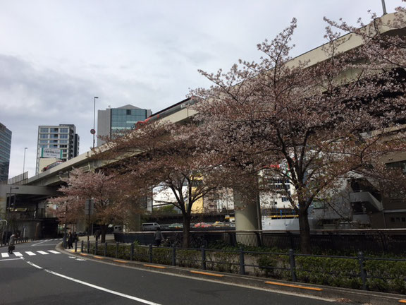 飯田橋のオフィス前にある桜