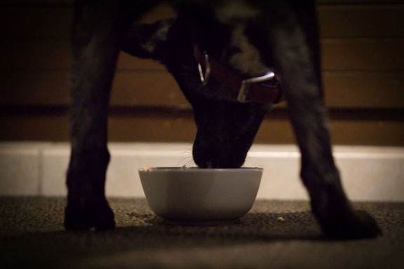GUNDI - Gesund & Intelligent | Hundeernährungsberatung