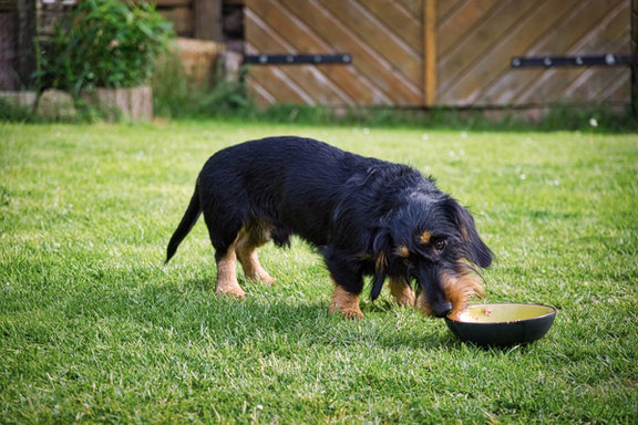 GUNDI - Gesund & Intelligent | Hundeernährungsberatung