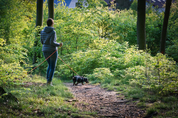 GUNDI - Gesund & Intelligent | Hundeernährungsberatung