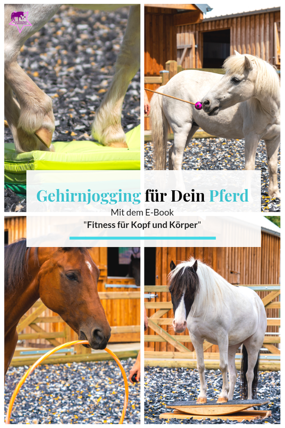 Gehirnjogging und Muskeltraining für Pferde