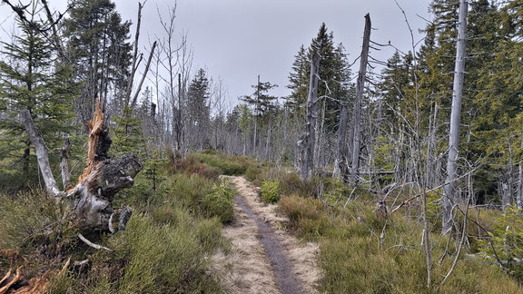 Sehr flowige Trails zwischen Gurnigel und Gägger durch eine schöne Moorlandschaft.