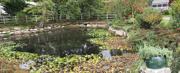 La mare aux canards et aux grenouilles