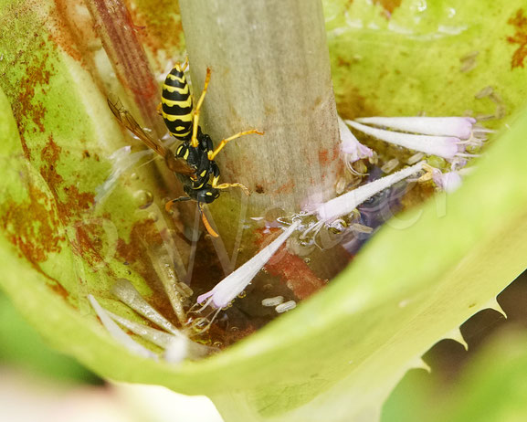 Bild: Wespe trinkt aus der Pfütze, die sich in den Blattachsen der Wilden Karde ansammelt, Dipsacus fullonum