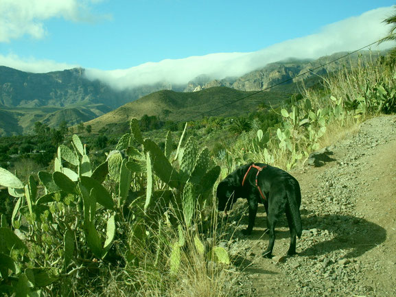 Ayla auf einer Wanderpause in den Bergen Gran Canarias