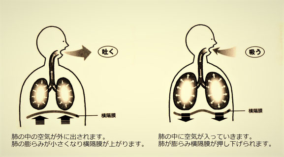 横隔膜呼吸のイメージ画像