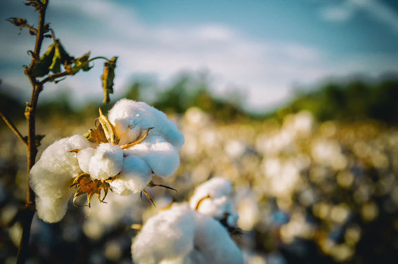 Photo of cotton flower from Pixabay.com