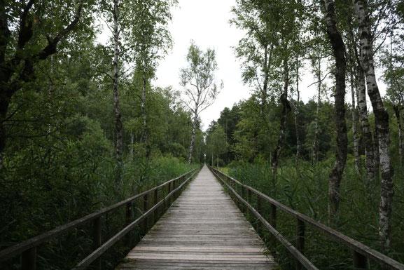 Auf dem Steg am Federsee (Bild: Lars Stoltze)