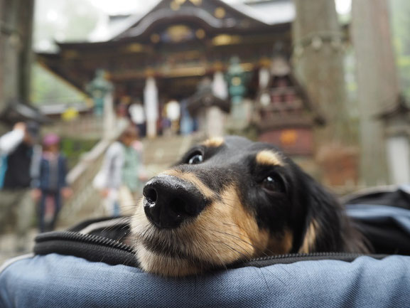 足が濡れないから、カート楽ちん byくおん