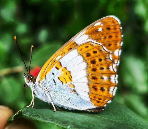 Limenitis camilla - Kleiner Eisvogel. Im Ellerborn bei Lübben im Jahr 2021 nach 30 Jahren wiederentdeckt. Die letztmalige Beobachtung im Spreewald stammte aus dem Jahr 1983.    Foto ©Sebastian Fuchs
