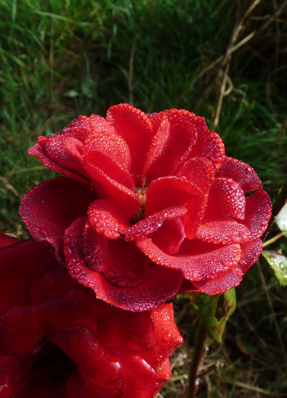 rose / flower / jardinsecretdecrystaljones / photos de crystal jones