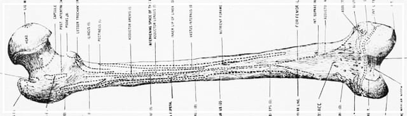 Oberschenkelknochen-Modell in der Osteopathie: Präzise Analyse von Bewegungsstörungen und gezielte Behandlung für Ihre Gesundheit. Vertrauen Sie auf fundierte Expertise und ganzheitliche Therapie
