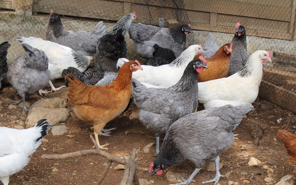 coq poule ornement araucana chabo hérault montpellier grabels belair poules de luxe sud france pondeuse 34 pekin hollandaise à huppe soies chabo