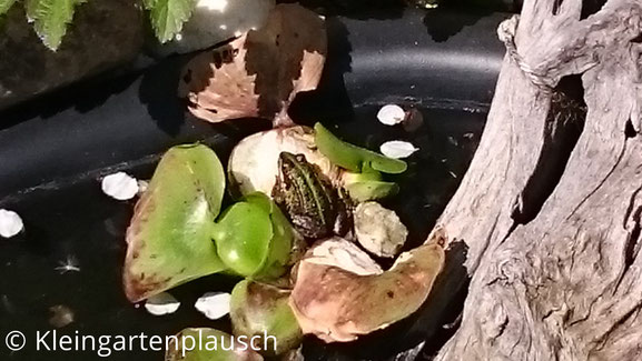 Teichfrosch auf Wasserhyazinthe treibend