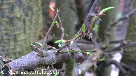 Ast der Kirschpflaume mit hellgrünen, noch leicht zusammengerollten Blättern