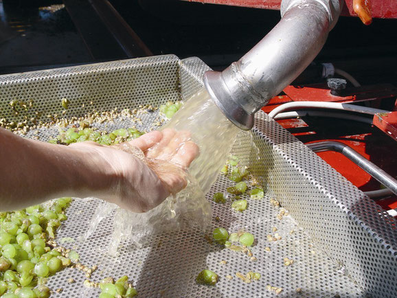 weinpresse bei ferghettina