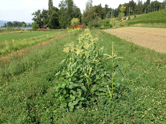 4. August, Mais und Bohne stehen gesund in mitten der Wiese. Trotz Konkurrenz der Wiese und der Trockenheit im Sommer 2015.