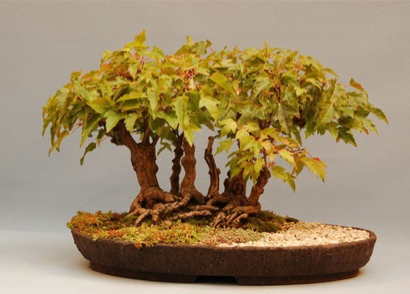 Feuerahorn - frankfurter-bonsai-freunde