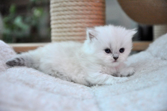 Chat British Shorthair Et Longhair Site De Chatteriedesmontagnes