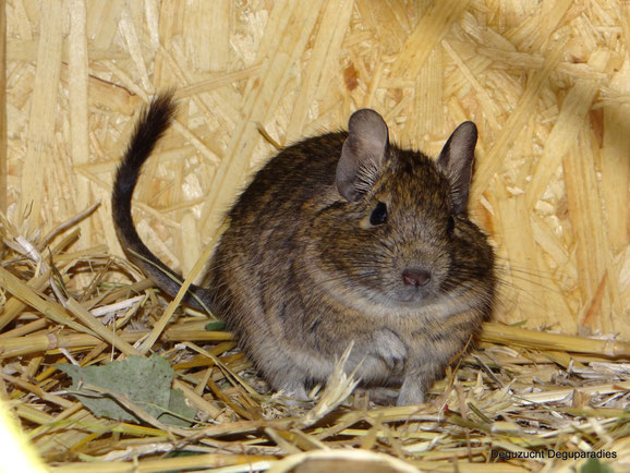 Agouti Uni