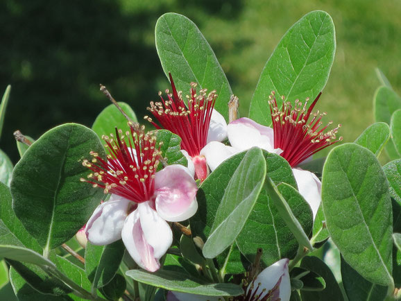 Acca sellowiana, Ananasguave in Blüte in Schaffhausen