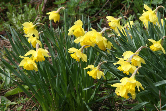 fete-des-jonquilles-mittlach