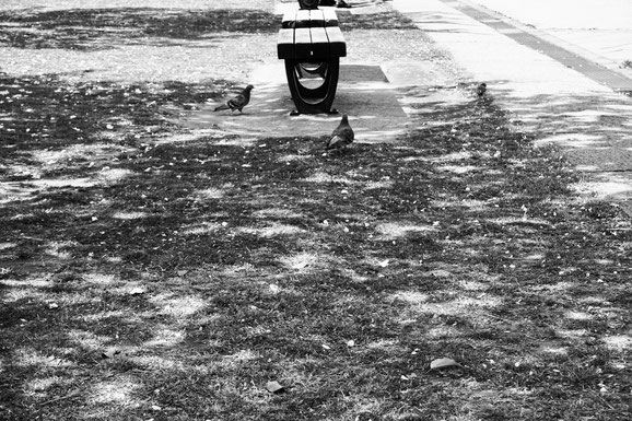 KiKa  PHOTOGRAPHY  Chika Isago  横浜　写真　フォトグラファー　photographer Japanese Japan  木　日本