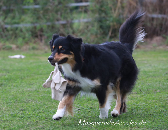 Weltrangliste ASCA Obedience: #2 SUPERDOG ODX, #10 UTILITY DOG , #4 ODX DOG: Zestforlife Tiranog Masquerade ODX CDX UD REX RMX REMX DNA-VP