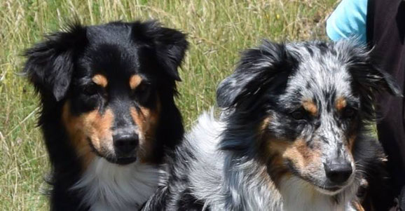 Juli 2018: Mutter-Tochter-Team: Das 3. Jahr in Folge! Invitation for 2018 ASCA Obedience ODX Finals Greely/CO 9/18: #6 Pätkis (6 runs between 6/17 and 5/18) #8 Penny (3 runs between 3/18 and 5/18) #12 Penny Alternate Novice