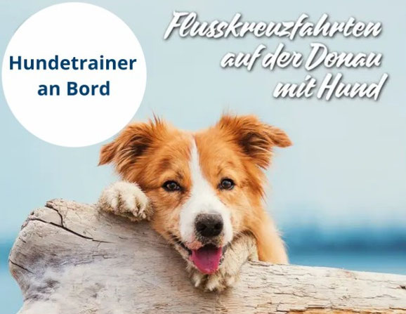 Hund auf einem Baumstamm am Fluss