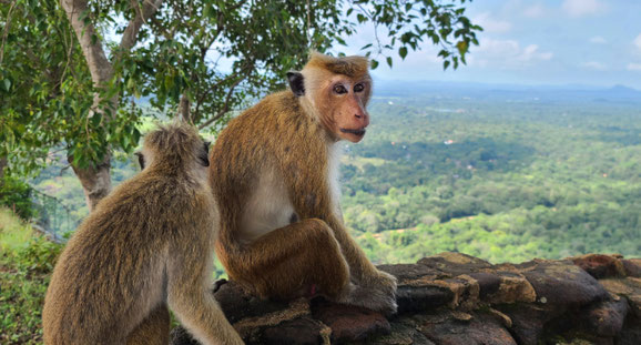 Ceylon-Makaken auf dem Sigiriya-Felsen, Sri Lanka