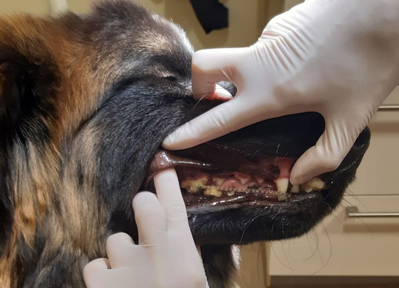 Zahntierarzt Hund Caninusengstand Brackets Leonberger