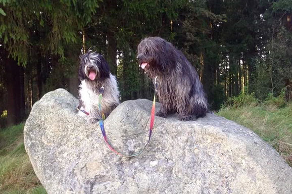 links Bella, rechts Weggefährte Asco