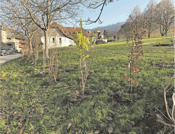 Schloss Oberdiessbach, Tulpenbäume, Das bäumige Projekt, Wildhecke