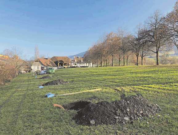 Schloss Oberdiessbach, Das bäumige Projekt, Tulpenbäume, Wildhecke
