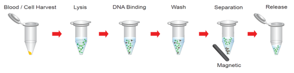 Magnetic bead genomic DNA isolation kit 