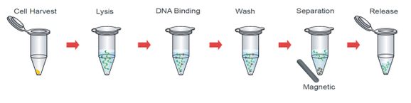 Magnetic bead virus genomic DNA isolation kit 